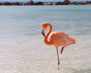 Curiosidades Sobre os Flamingos (2)