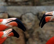 Curiosidades Sobre os Flamingos (3)