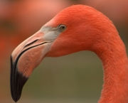 Curiosidades Sobre os Flamingos (5)