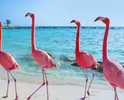 Curiosidades Sobre os Flamingos (6)