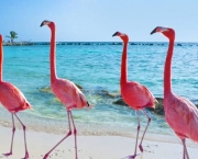 Curiosidades Sobre os Flamingos (6)