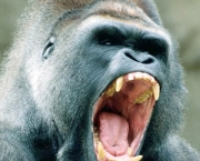 curiosidades-sobre-os-gorilas-parentes-do-ser-humano-1