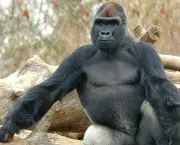 curiosidades-sobre-os-gorilas-parentes-do-ser-humano-6