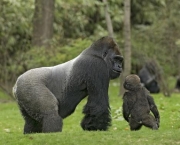 curiosidades-sobre-os-gorilas-parentes-do-ser-humano-3