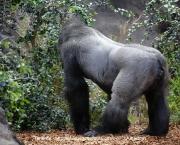 curiosidades-sobre-os-gorilas-parentes-do-ser-humano-4