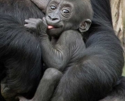 curiosidades-sobre-os-gorilas-parentes-do-ser-humano-6
