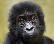 curiosidades-sobre-os-gorilas-parentes-do-ser-humano-1