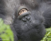 curiosidades-sobre-os-gorilas-parentes-do-ser-humano-2