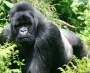 curiosidades-sobre-os-gorilas-parentes-do-ser-humano-3