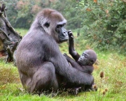 curiosidades-sobre-os-gorilas-parentes-do-ser-humano-5