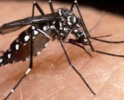 dengue-hemorragica-3