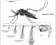 dengue-hemorragica-5