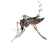 dengue-hemorragica-6