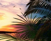 tropical sunset