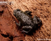 ARKive image GES014818 - Torres red-belly toad