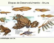 desenvolvimento-dos-anfibios-21