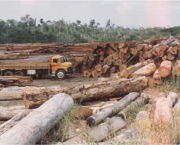 destruicao-da-natureza-11