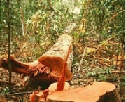 destruicao-da-natureza-12