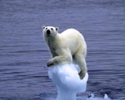 destruicao-da-natureza-14