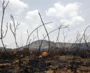 destruicao-da-natureza-2