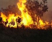 destruicao-da-natureza-4