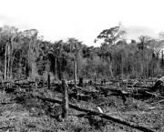 destruicao-da-natureza-7