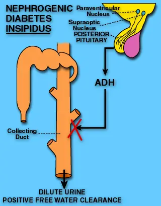 Hypophysis hypofunkció Hypophysis hátsólebeny működészavarai - ppt letölteni