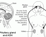 Diabetes Insipidus (1)