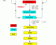 Diabetes Insipidus (2)