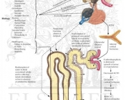 Diabetes Insipidus (2)