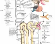 Diabetes Insipidus (3)