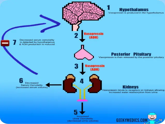 diabetes insipidus labor lexikon