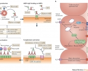 Diabetes Insipidus (15)