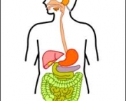 digestao-dos-alimentos-2