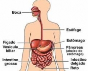 digestao-dos-alimentos-3