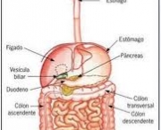 digestao-dos-alimentos-4