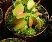 dionaea-muscipula-ou-venus-1