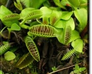 dionaea-muscipula-ou-venus-2