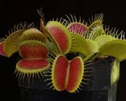 dionaea-muscipula-ou-venus-3