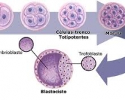 do-processo-de-duplicacao-a-formacao-dos-orgaos-1