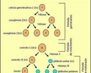 do-processo-de-duplicacao-a-formacao-dos-orgaos-4