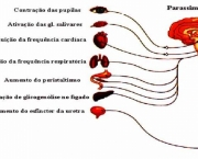 doencas-do-sistema-nervoso-24