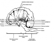 doencas-do-sistema-nervoso-3