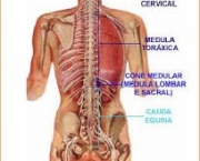 doencas-que-podem-atingir-a-medula-ossea-6