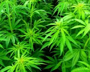 Doencas Tratadas Com Cannabis (1)