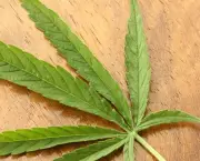Doencas Tratadas Com Cannabis (16)
