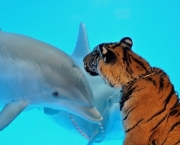 duelo-golfinho-tigre-3.jpg