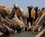 e-onde-fica-a-agua-do-camelo-5