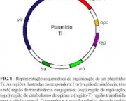 como-e-feita-a-transferencia-do-dna-para-a-celula-hospedeira-1