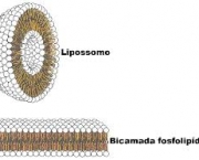 como-e-feita-a-transferencia-do-dna-para-a-celula-hospedeira-2